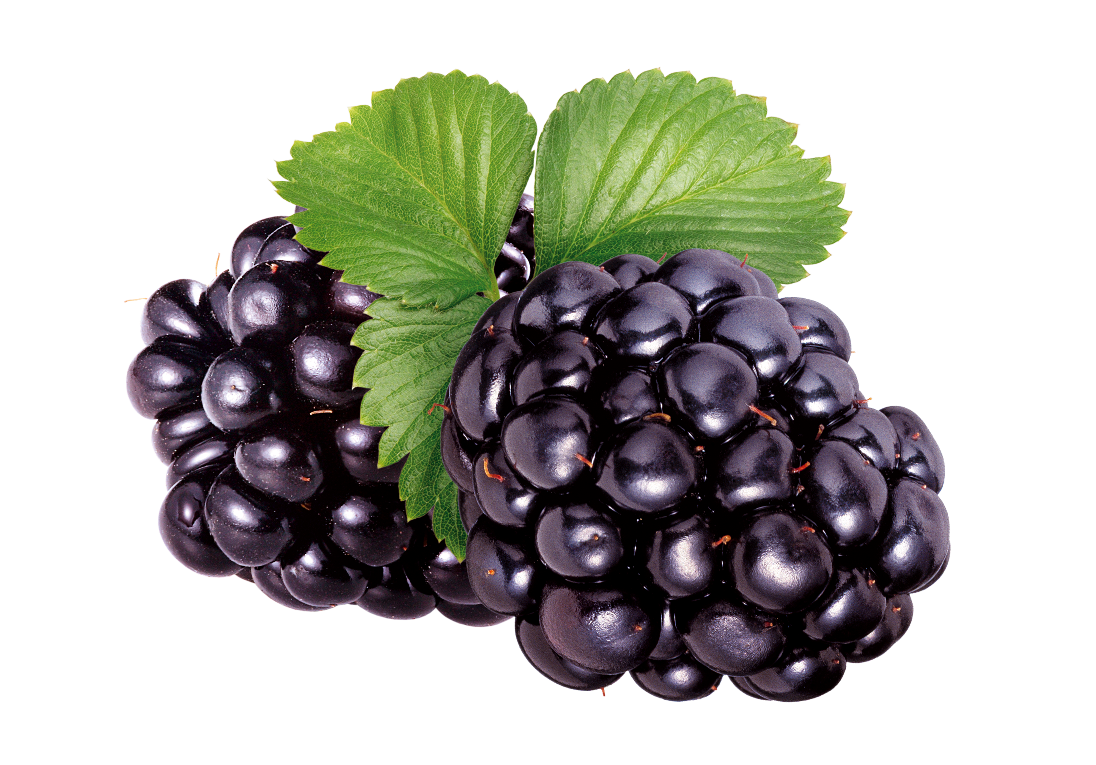 Mulberry