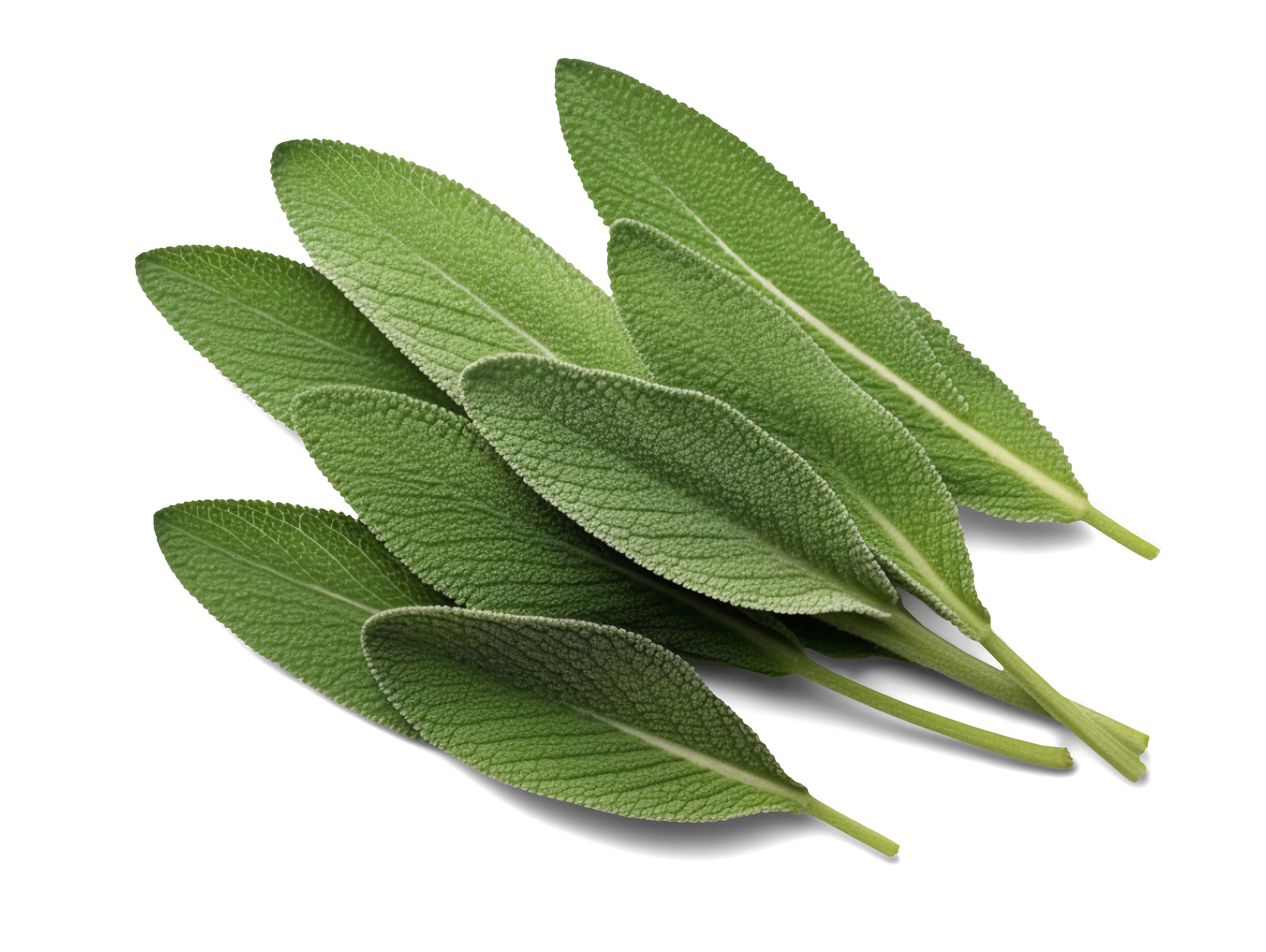 Sage
